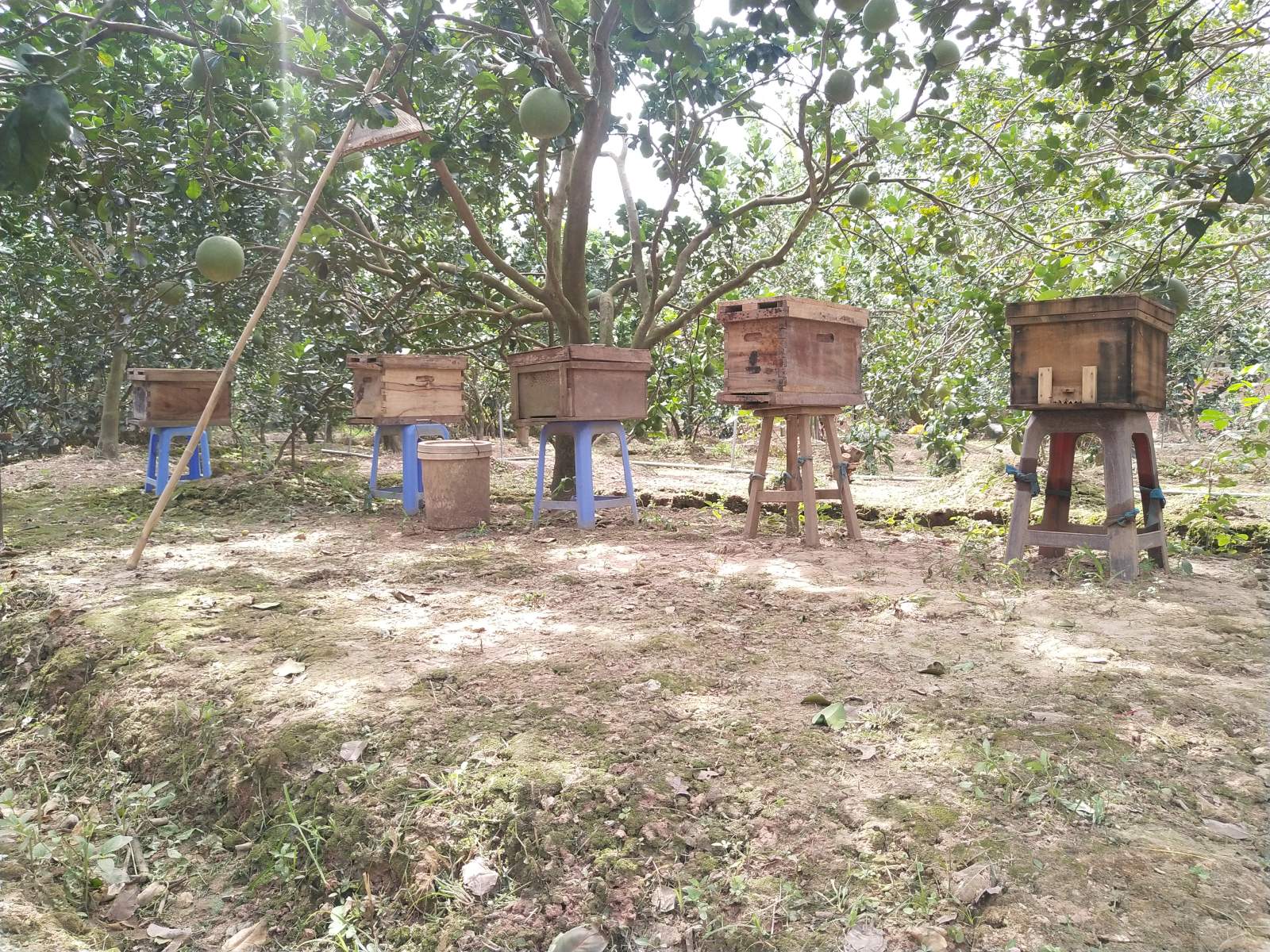 Explore Mekong Delta’s Culture in Walking Tour